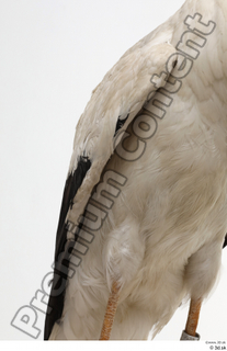 Black stork body chest wing 0001.jpg